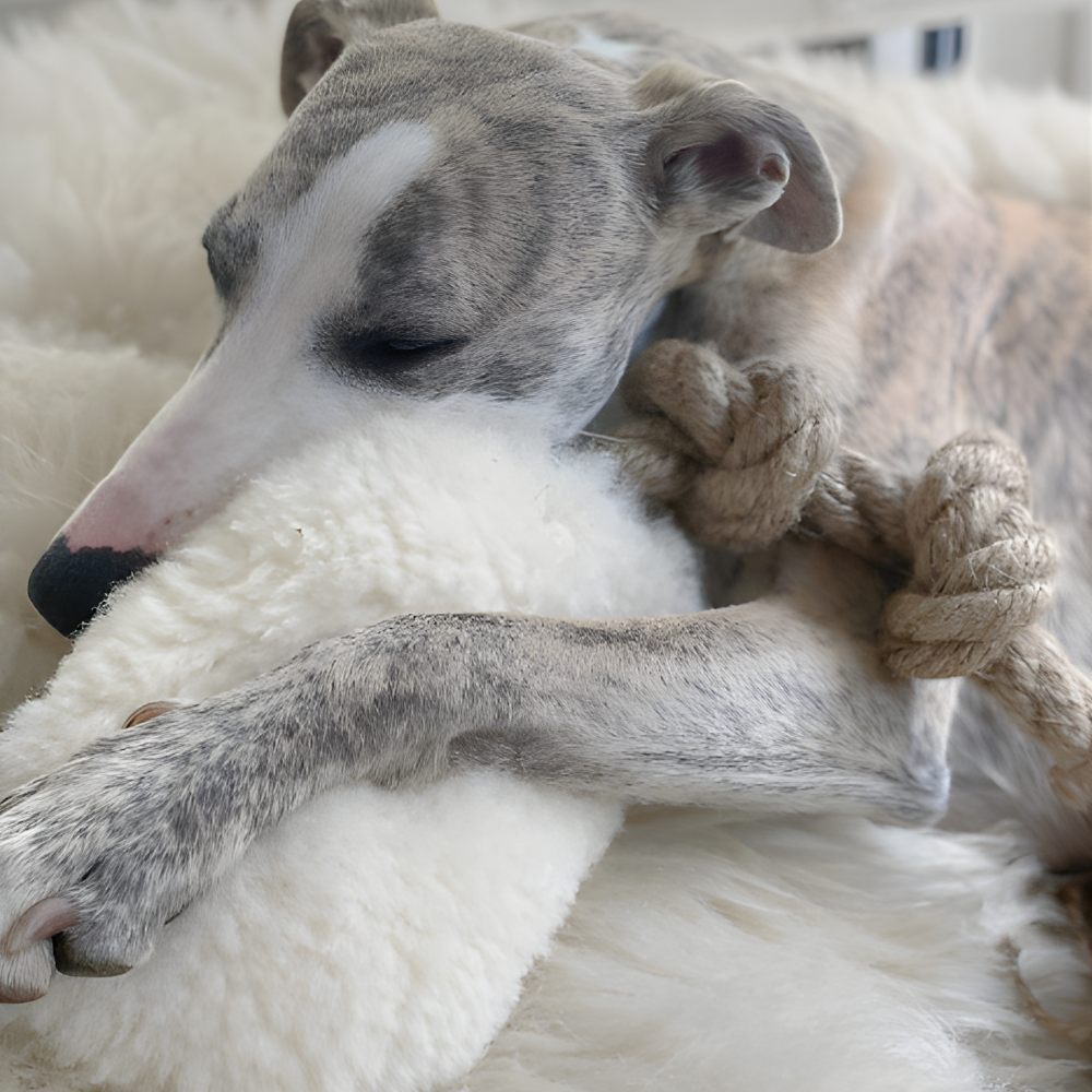 Naravna igrača za vlečenje iz ovčje kože – moč, ki povezuje (bela)