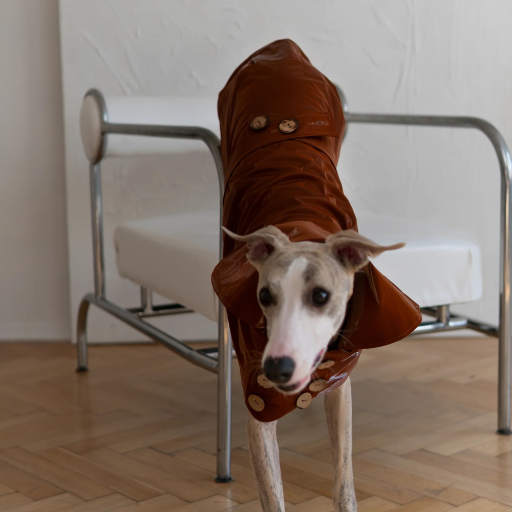 Eleganten pasji trenč brez plastike –ročno izdelan, vodoodporen in brezčasno šik (rjav)