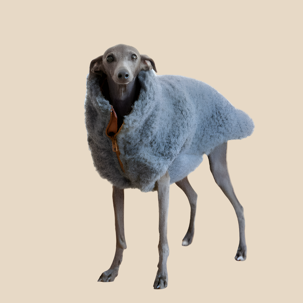 Volneni pasji plašček – nežna toplina brez plastike (moder)